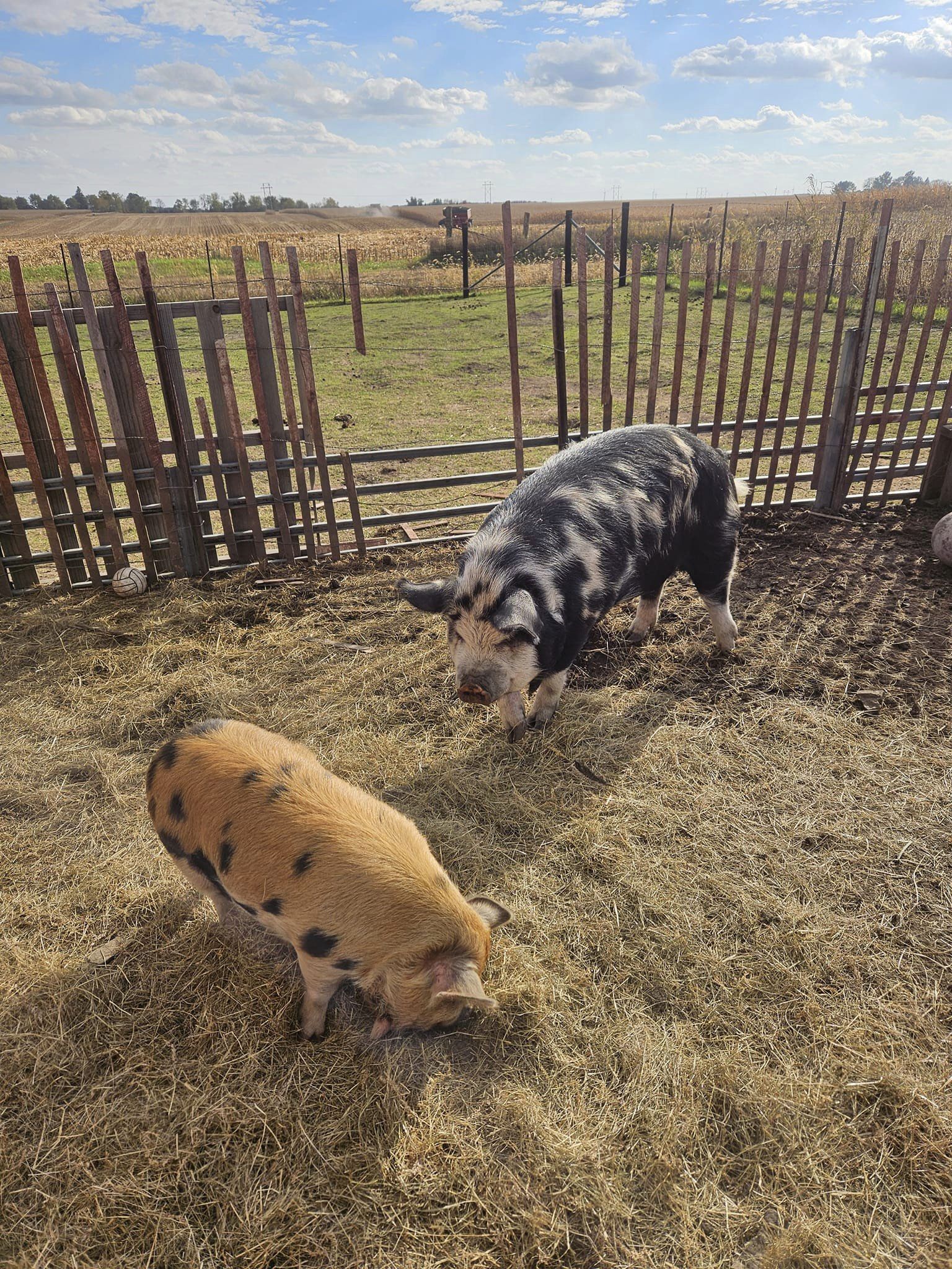 Pigs in farmyard